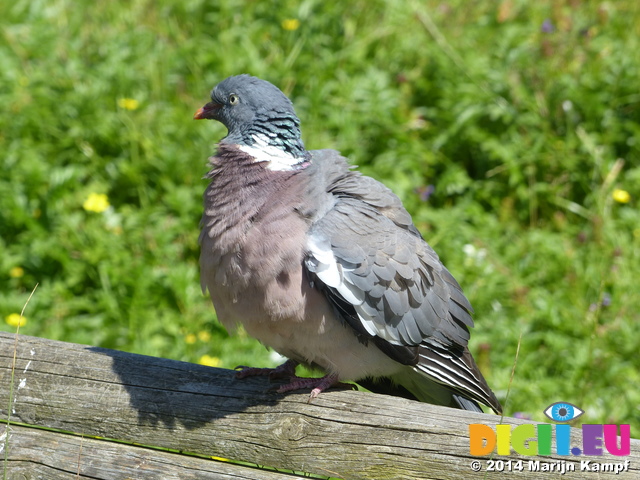 FZ005830 Rock dove